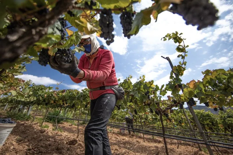 chilean grape group
